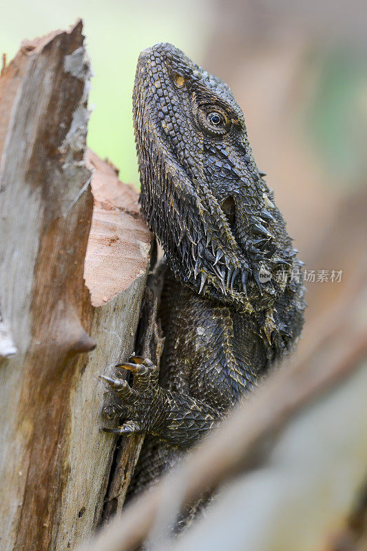 东方胡须龙(Pogona barbata)